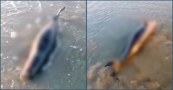 টেকনাফ সৈকতে ভেসে এলো মৃত ডলফিন, শরীরে আঘাতের চিহ্ন