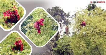 এক মাস পর আবারও তেঁতুল গাছের মগডালে ‌সাজেদা
