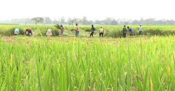 ঠাকুরগাঁওয়ে ধানের ফলন ভালো হলেও হতাশ কৃষকরা