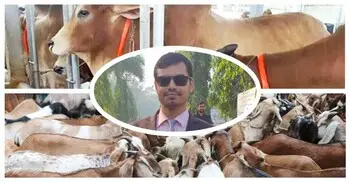 শীতকালে গবাদিপশুর যত্নে করণীয়