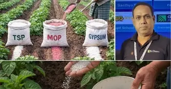 আলু চাষে সারের গুরুত্ব এবং সংকটে করণীয়