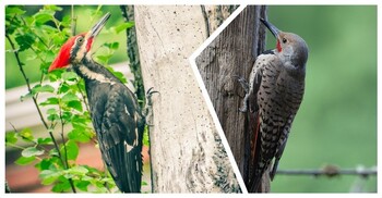 কাঠঠোকরা পাখির অজানা কাহিনি