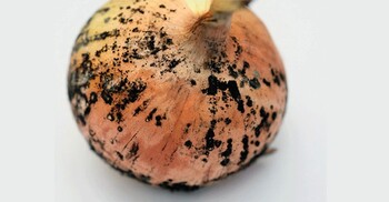 খোসায় কালো দাগযুক্ত পেঁয়াজ, খাওয়া কী নিরাপদ