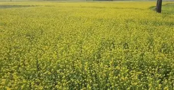 নড়াইলে ফসলের মাঠে সরিষা ফুলের হাসি