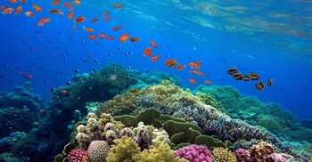 অপূরণীয় ক্ষতির মুখে ক্যারিবীয় প্রবালপ্রাচীর