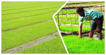 শীতকালে বোরো ধানের বীজতলা পরিচর্যায় করণীয়