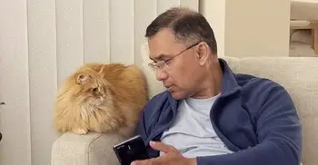 সাইবেরিয়ান বিড়াল জেবুর, বাংলাদেশের আবহাওয়ায় খাপ খাওয়া ও যত্ন