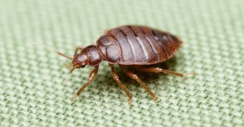 বাড়ির ছারপোকা দূর করার উপায়