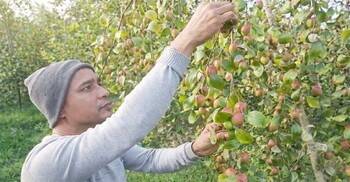 মাগুরায় বরই চাষে শিক্ষকের সফলতা