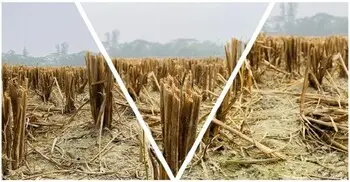 মাঠজুড়ে ধানের ‘নাড়া’ গ্রামাঞ্চলের চিরচেনা দৃশ্য