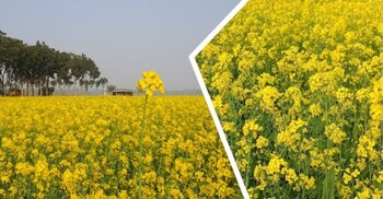মাগুরায় সরিষার বাম্পার ফলনের আশা