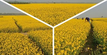 ঝিনাইদহে মাঠজুড়ে হলুদ ঢেউ, ভালো ফলনের আশা