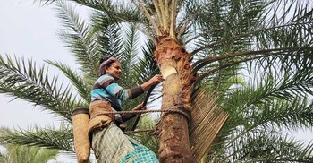 খেজুরের রসে পাঁচগুণ লাভের আশা গাছি শহিদ মোল্লার