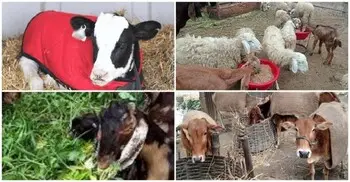 গবাদিপশুর শীতকালীন পরিচর্যা কেমন হবে?