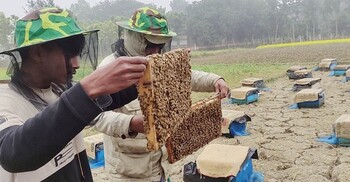 মাগুরায় মধু চাষে বাবা-ছেলের বাজিমাত