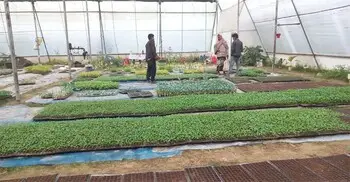 পলিনেট হাউজে চারা উৎপাদন, বদলে যাচ্ছে কৃষি