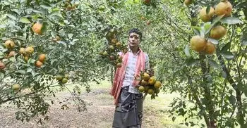 ৮ লাখ টাকার চায়না কমলা বিক্রির আশা সায়েম আলীর