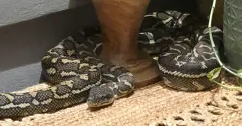 ঘুম থেকে উঠে দেখেন বুকের ওপর বসে আছে ৮ ফুটের অজগর