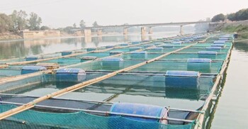 ভাসমান খাঁচায় মাছ চাষ করে সফল প্রবাসফেরত এনামুল