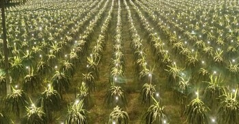 যশোরে কৃত্রিম আলোয় ড্রাগন চাষে তিনগুণ ফলন