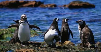 বদলে গেছে পেঙ্গুইনের জীবনচক্র, আছে বিলুপ্তির শঙ্কা