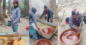মাগুরায় খেজুরের গুড়ে ৫ লাখ টাকা লাভের আশা