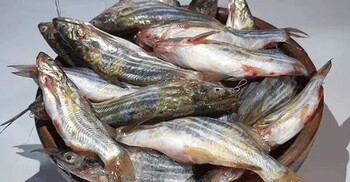 ত্বক ও চুলের সৌন্দর্য বাড়াতে খেতে পারেন ট্যাংরা মাছ