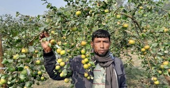 মাগুরায় বরই চাষে বাড়ছে উৎপাদন ও বাজার চাহিদা