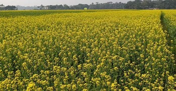 নারায়ণগঞ্জে সরিষার বাম্পার ফলনের আশা