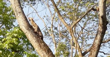 মেছো বাঘ ধরতে হুলস্থুল কাণ্ড