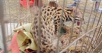 চিতাবাঘের বাচ্চা আটকে রাখলেন দোকানি, উদ্ধার করলো বন বিভাগ