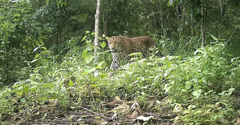 পার্বত্য চট্টগ্রামের দুর্গম বনে দেখা মিললো চিতা বাঘের