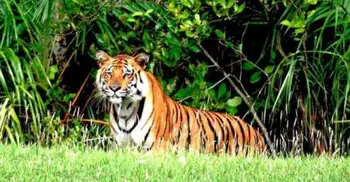 World Tiger Day calls for conservation of the big cats
