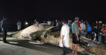 ১৪ ঘণ্টা ভেসে বালিয়াড়িতে আটকা পড়লো সেই মৃত তিমি