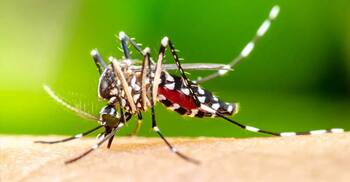 ঘর থেকে মশা তাড়ানোর প্রাকৃতিক উপায়