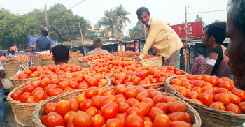 অতিরিক্ত গরমে দিনাজপুরের গ্রীষ্মকালীন টমেটোর বাজারে ধস