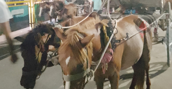 ঘোড়ার পিঠে আঘাত করলেই ঘোরে জীবিকার চাকা