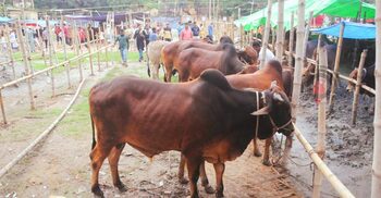 পশুর হাটে সিসি ক্যামেরা-ব্যাংকিং সেবা, সড়কের পাশে হাট বসানোয় শর্ত