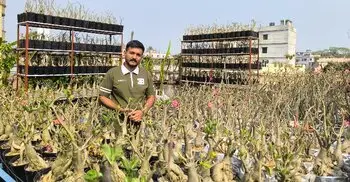 ফরিদপুরে ছাদ বাগানে ‘মরুর গোলাপ’ চাষে সফল তরুণ