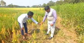 ভিয়েতনামি সরিষা ও সুপার ফুড কিনোয়ার বাম্পার ফলন