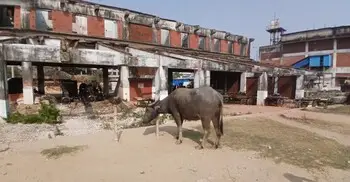 কঙ্কালসার সরকারি মৎস্য অবতরণ কেন্দ্রে মহিষ-ময়লার ভাগাড়