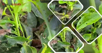 পোকায় খাচ্ছে চা পাতা, কমেছে উৎপাদন