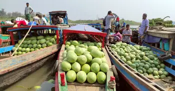 পাইকারি বাজারে ২৫০ টাকার তরমুজ মিলছে ১০০ টাকায়