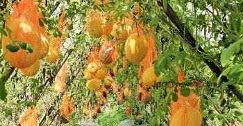 মিরসরাইয়ে অসময়ে তরমুজ চাষে সফল কৃষকেরা