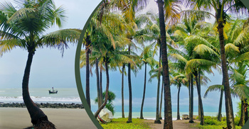নীল সমুদ্র-সাদা বালুকায় মুগ্ধতা ছড়াচ্ছে সারি সারি নারিকেল গাছ