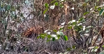 Poachers’ snare traps tiger in Sundarbans, rescue underway