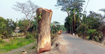 চলতি বছরে বন বিভাগ কেটেছে ১৭০০ গাছ, বেড়েছে দাবদাহ