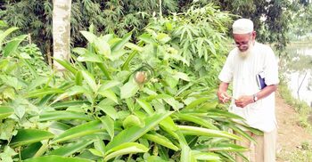 ‘কাদের ভাই’য়ের ভেষজ বিপ্লব