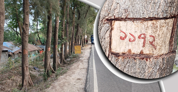 লক্ষ্মীপুরে চলছে ১৫ হাজার গাছ হত্যার আয়োজন