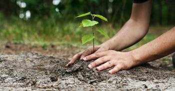 একদিনে প্রায় ১১ লাখ চারা রোপণ করে বিশ্ব রেকর্ড করলো ইন্দোর